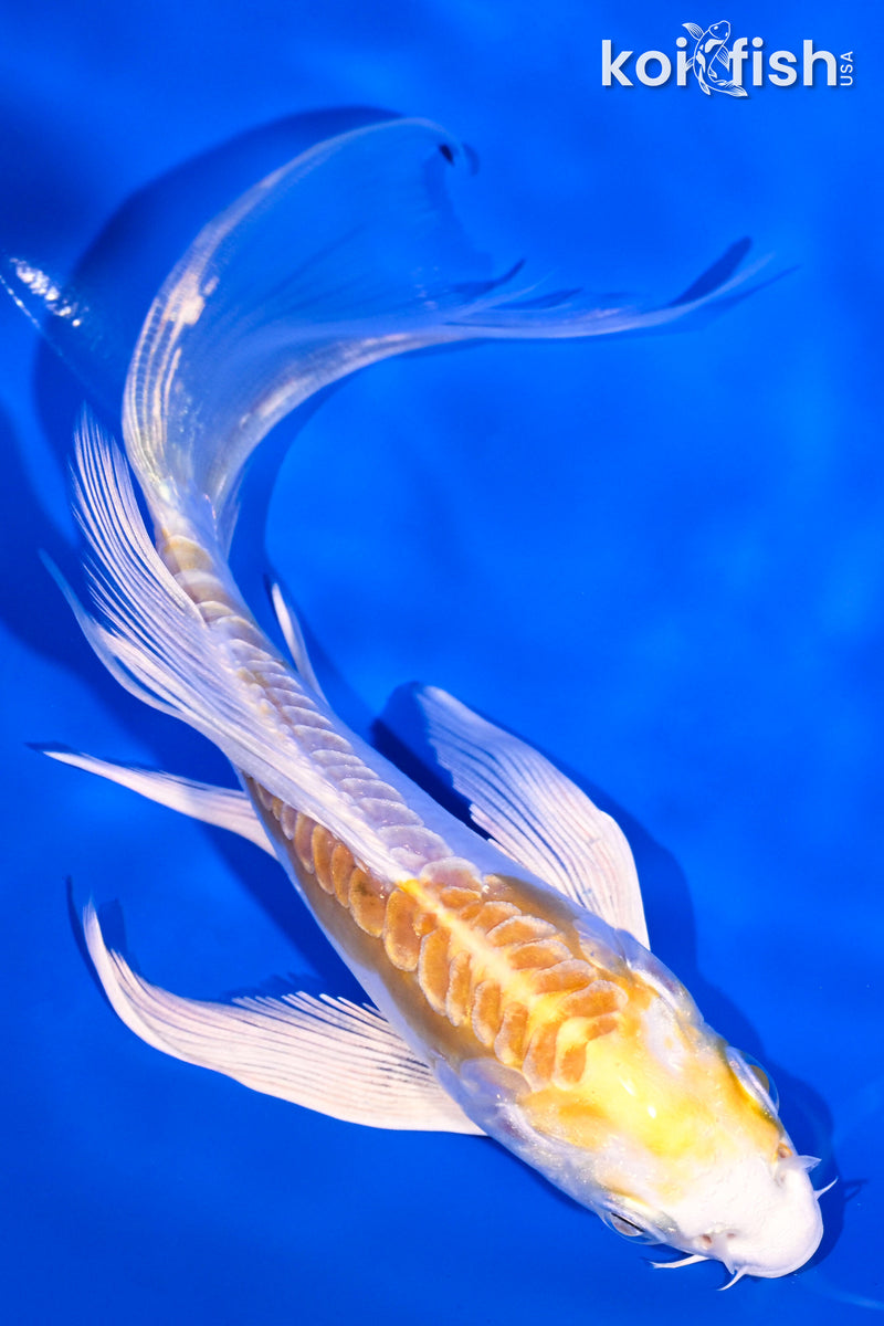 5.75" DOITSU HARIWAKE BUTTERFLY