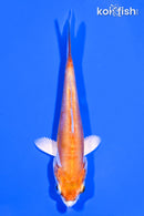 4" KIKUSUI