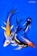 PACK OF (5) 4-5" BUTTERFLY KOI