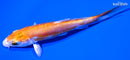 4" KIKUSUI