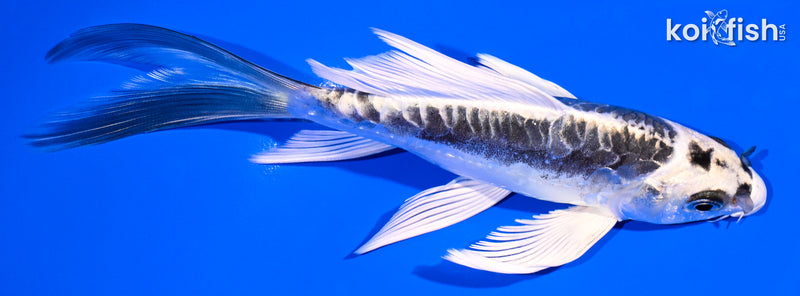 5.75" KIKOKURYU BUTTERFLY