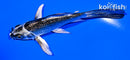 4.5" GINGA BUTTERFLY