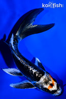 5" BENI KIKOKURYU BUTTERFLY