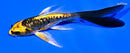 4.5" GINRIN KIN KIKOKURYU BUTTERFLY