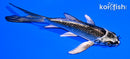 4.5" GINGA BUTTERFLY