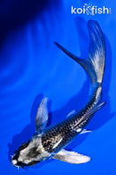 4.5" GINGA BUTTERFLY