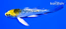 4.25" GINRIN KUJAKU BUTTERFLY