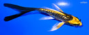 4.5" GINRIN KIN KIKOKURYU BUTTERFLY