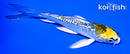 4.25" GINRIN KUJAKU BUTTERFLY
