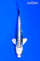 4" GINRIN KIN KIKOKURYU
