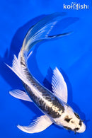 5.75" KIKOKURYU BUTTERFLY