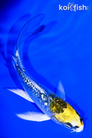 4.25" GINRIN KUJAKU BUTTERFLY