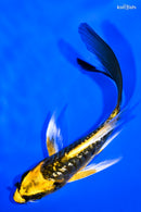 4.5" GINRIN KIN KIKOKURYU BUTTERFLY