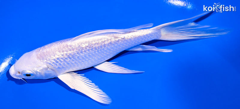 5.75" GINRIN PLATINUM OGON BUTTERFLY