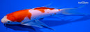 9" KUCHIBENI KOHAKU BUTTERFLY