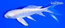 5" GINRIN PLATINUM OGON BUTTERFLY