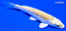 4" DOITSU LEMON HARIWAKE