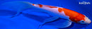 9" KUCHIBENI KOHAKU BUTTERFLY