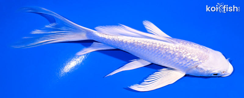 5.75" GINRIN PLATINUM OGON BUTTERFLY