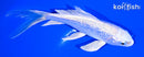 5" GINRIN PLATINUM OGON BUTTERFLY