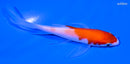 4.5" KOHAKU BUTTERFLY
