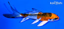 4.5" KUJAKU BUTTERFLY