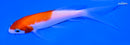 4.5" KOHAKU BUTTERFLY