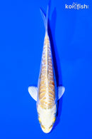 4" DOITSU LEMON HARIWAKE