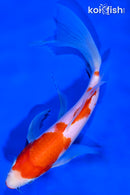 9" KUCHIBENI KOHAKU BUTTERFLY