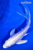 5" GINRIN PLATINUM OGON BUTTERFLY