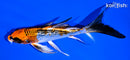 5.75" GINRIN KUJAKU BUTTERFLY