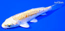 4" DOITSU LEMON HARIWAKE