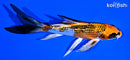 5.75" GINRIN KUJAKU BUTTERFLY