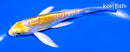 4.75" HEISEI NISHIKI BUTTERFLY