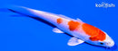 4" HARIWAKE