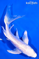 5.75" GINRIN PLATINUM OGON BUTTERFLY