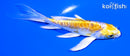4.75" HEISEI NISHIKI BUTTERFLY
