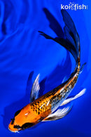 5.75" GINRIN KUJAKU BUTTERFLY
