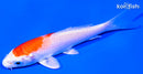 4" HARIWAKE