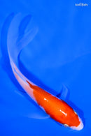 4.5" KOHAKU BUTTERFLY