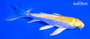 5.5" GINRIN YAMABUKI OGON BUTTERFLY
