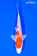 4" HARIWAKE
