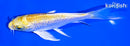 5.5" GINRIN YAMABUKI OGON BUTTERFLY