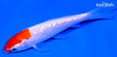 4" GINRIN KOHAKU