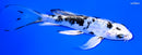 5" DOITSU GIN SHIRO BEKKO BUTTERFLY