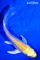 5.5" GINRIN YAMABUKI OGON BUTTERFLY