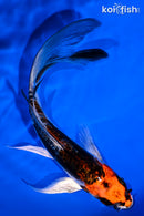 6" BENI KIKOKURYU BUTTERFLY