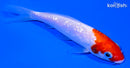 4" GINRIN KOHAKU