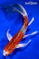 8.5" KUJAKU BUTTERFLY
