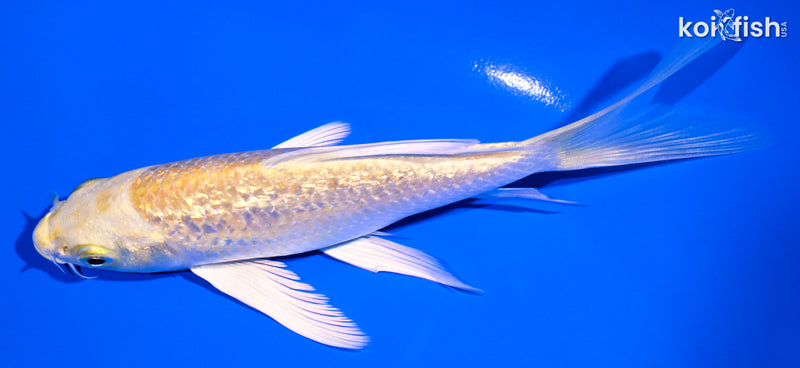 5.75" GINRIN YAMABUKI OGON BUTTERFLY